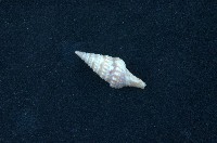藏品(環珠捲管螺)的圖片